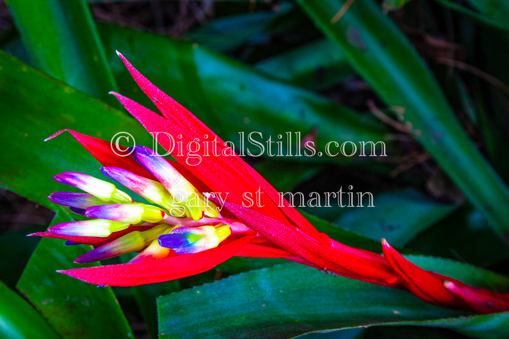 Billbergia Plant with Red Leaves V3, Digital, Scenery, Flowers