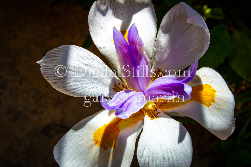 Fortnight Lily V5, Digital, Scenery, Flowers