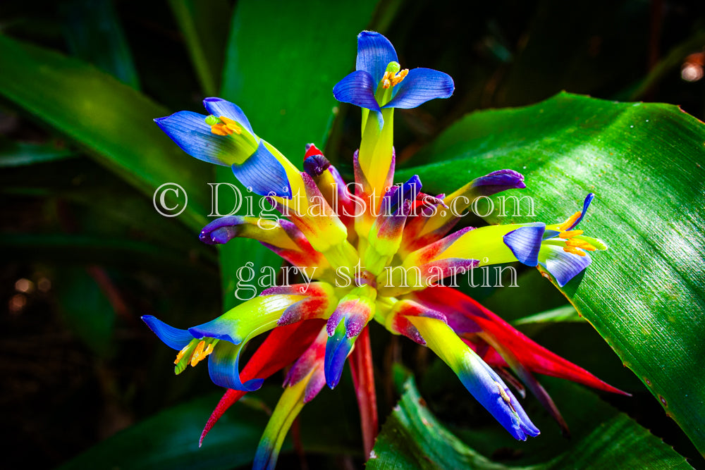 Queen's Tears (Billbergia Nutans), Frontal Shot, Digital, Scenery, Flowers