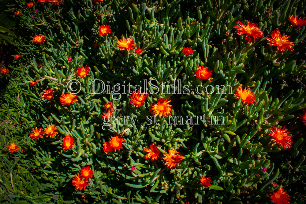 Malephora Crocea, Digital, Scenery, Flowers