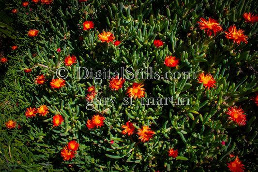 Malephora crocea Digital, Scenery, Flowers