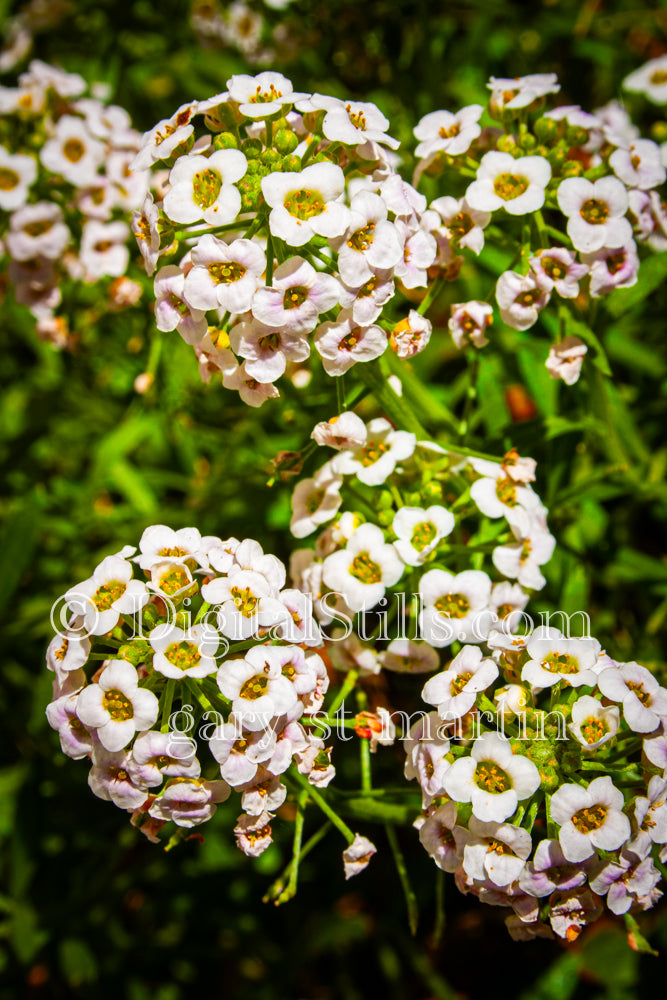 Sweet Alyssum Flowers Up Close V2, Digital, Scenery, Flowers
