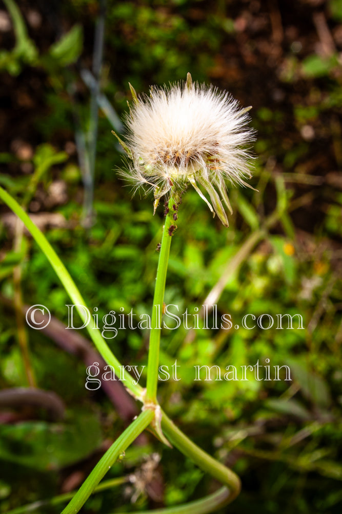 Chaptalia Texana, Digital, Scenery, Flowers
