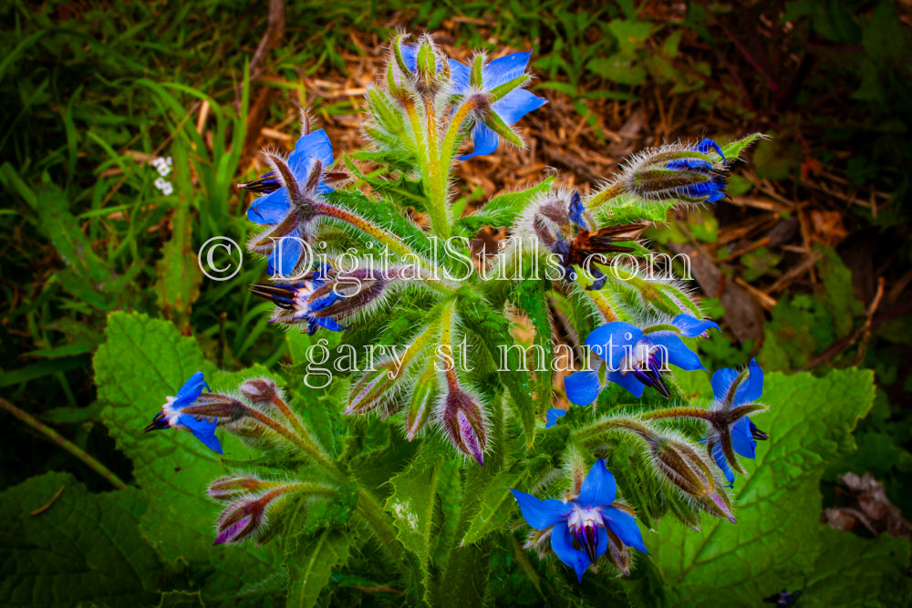 Blue Borage, Digital, Scenery, Flowers