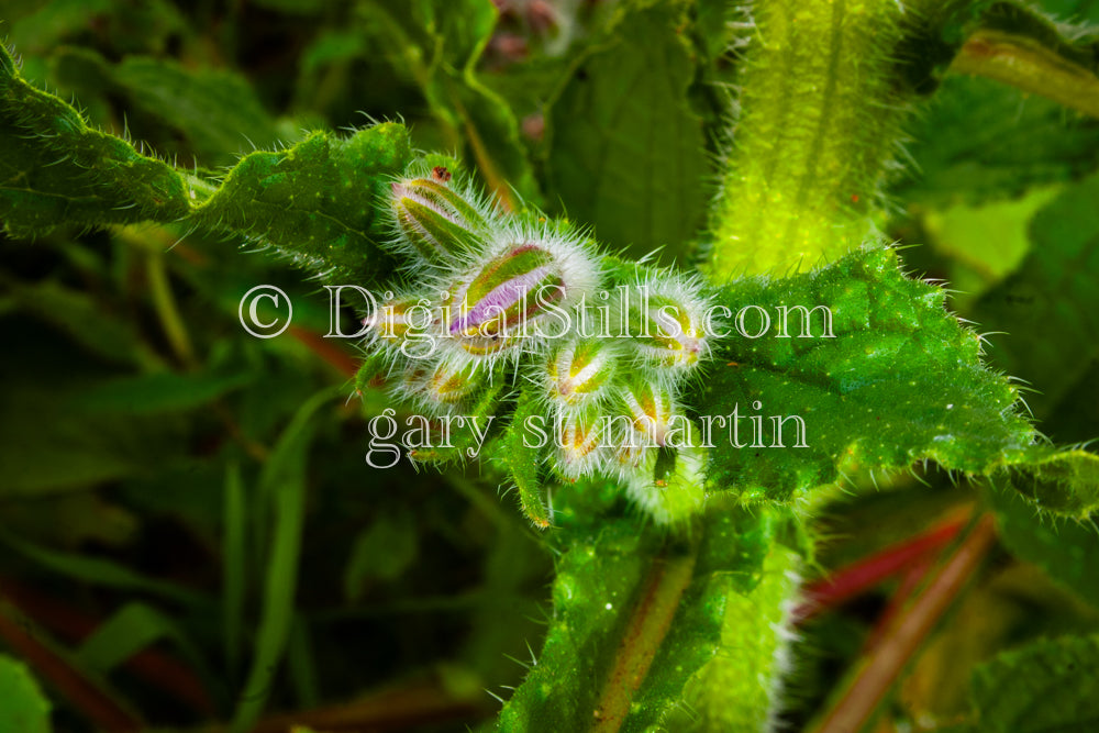 Borage Not Yet Blossomed, Digital, Scenery, Flowers
