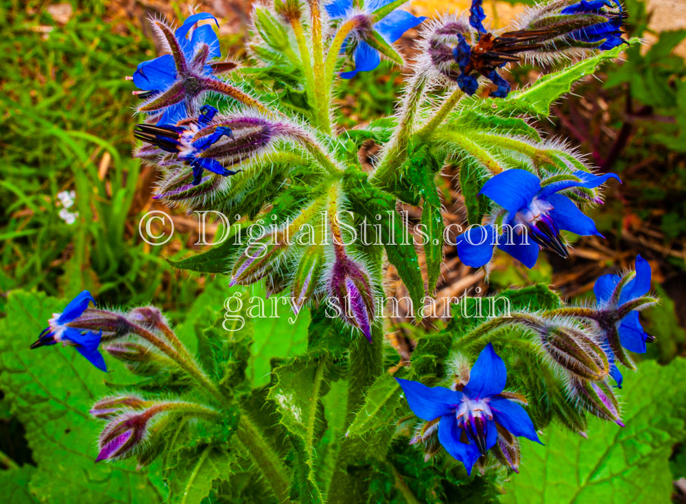 Deep Blue Borage, Digital, Scenery, Flowers