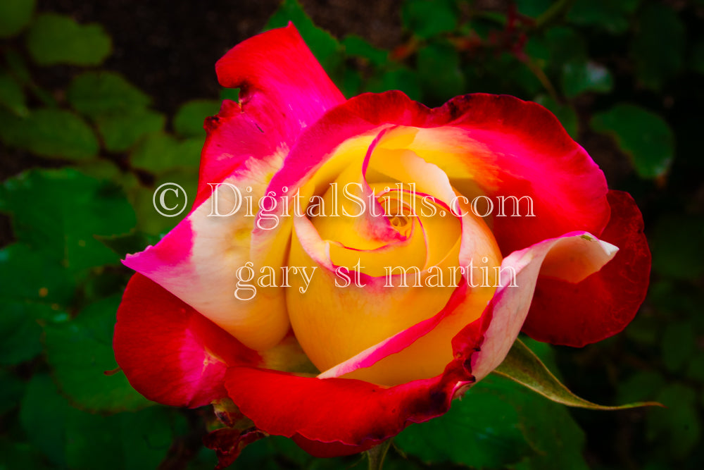 Pink and Yellow Garden Rose, Digital, Scenery, Flowers