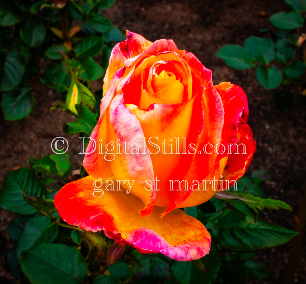 Pink and Orange Garden Rose, Digital, Scenery, Flowers