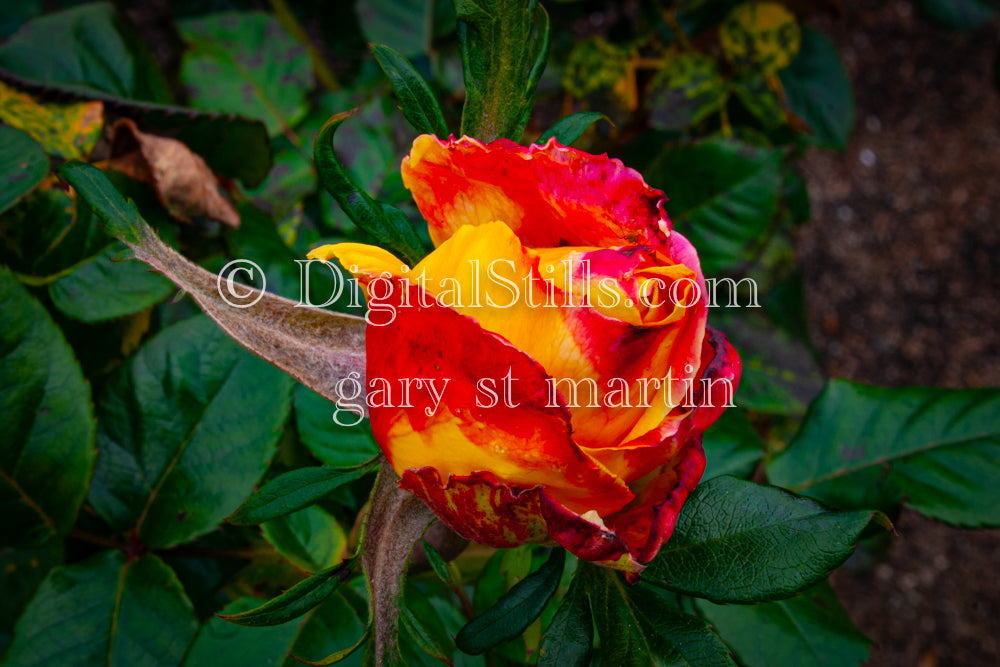 Pink and Yellow Garden Rose V2, Digital, Scenery, Flowers