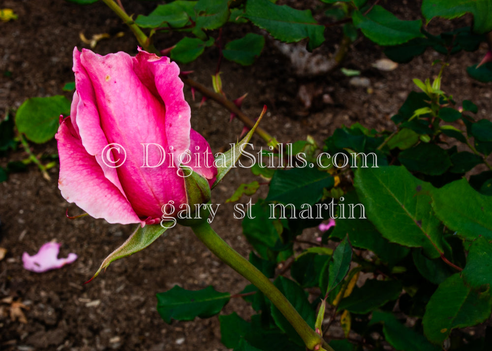 Wilted Pink Garden Rose, Digital, Scenery, Flowers