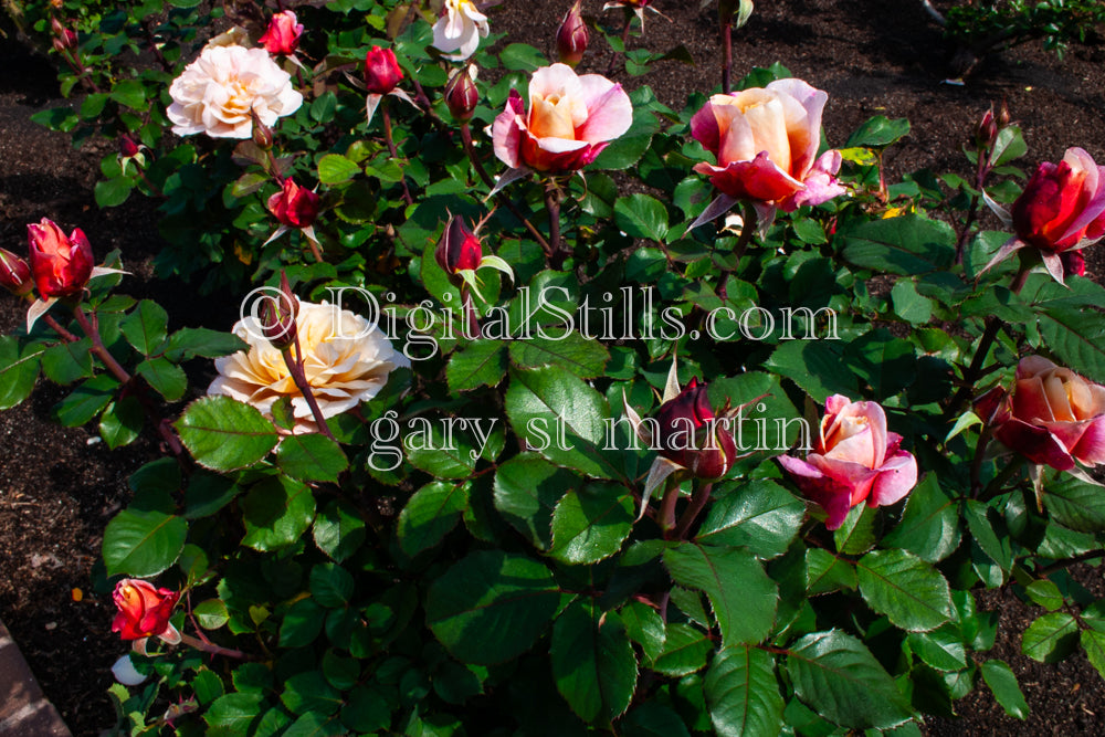 Pink And White Garden Roses, Digital, Scenery, Flowers