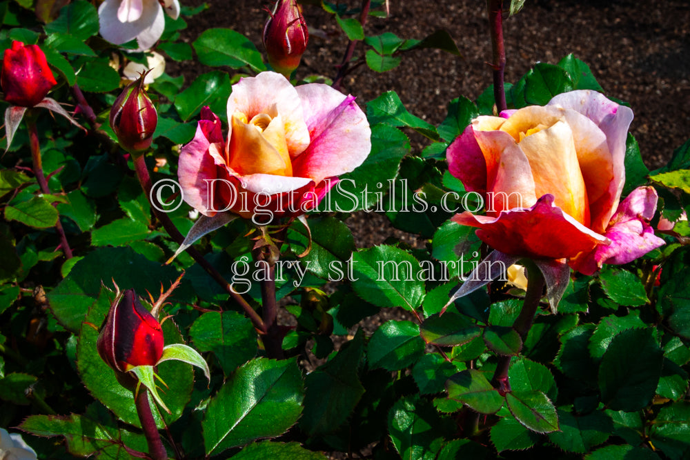 Pink And White Garden Roses V2, Digital, Scenery, Flowers