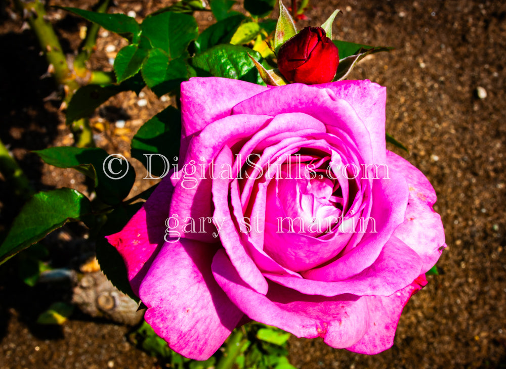 Pink Garden Rose V2, Digital, Scenery, Flowers