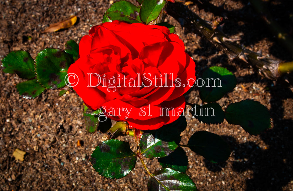 Red Garden Rose V2, Digital, Scenery, Flowers
