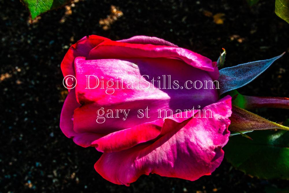 Pink Garden Rose Vertical Shot, Digital Scenery, Flowers
