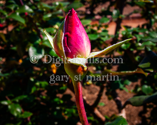 A Bud Garden rose,  Digital, Scenery, Flowers