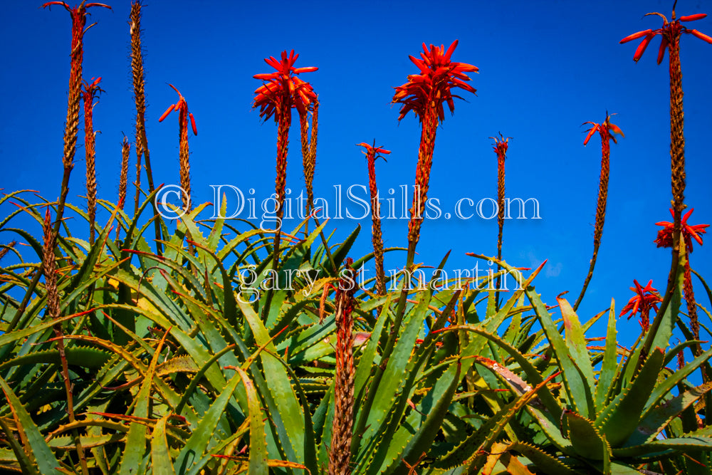 Aloe Arborescens, Grand Marais, MI, Digital, Scenery, Flowers