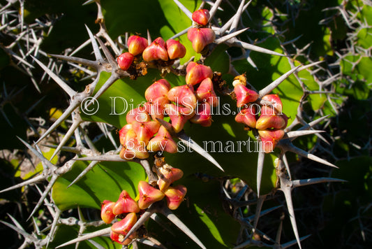 Closeup Of Euphorbia Digital, Scenery, Desert