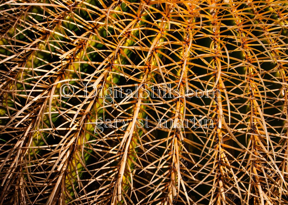 Barrel Cactus Closeup, Digital, Scenery, Desert