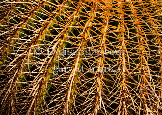 Barrel Cactus CloseupDigital, Scenery, Desert