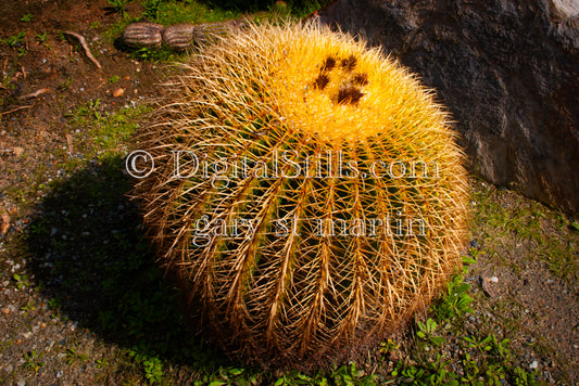 Barrel Cactus Digital, Scenery, Desert