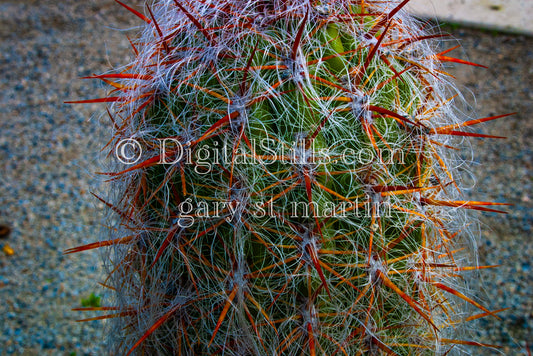 Oreocereus CactusDigital, Scenery, Desert