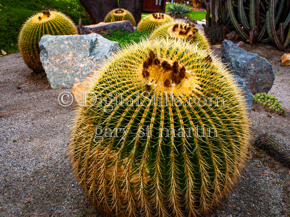 Barrel Cactus Wide, Digital, Scenery, Flowers