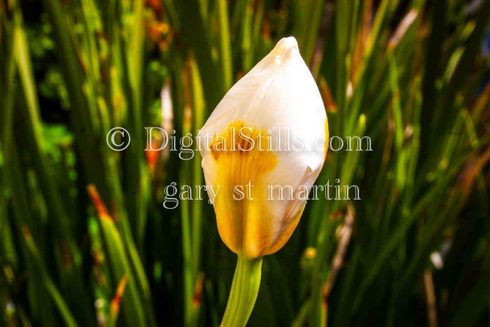 Garden Tulip Bud, Digital, Scenery, Flowers
