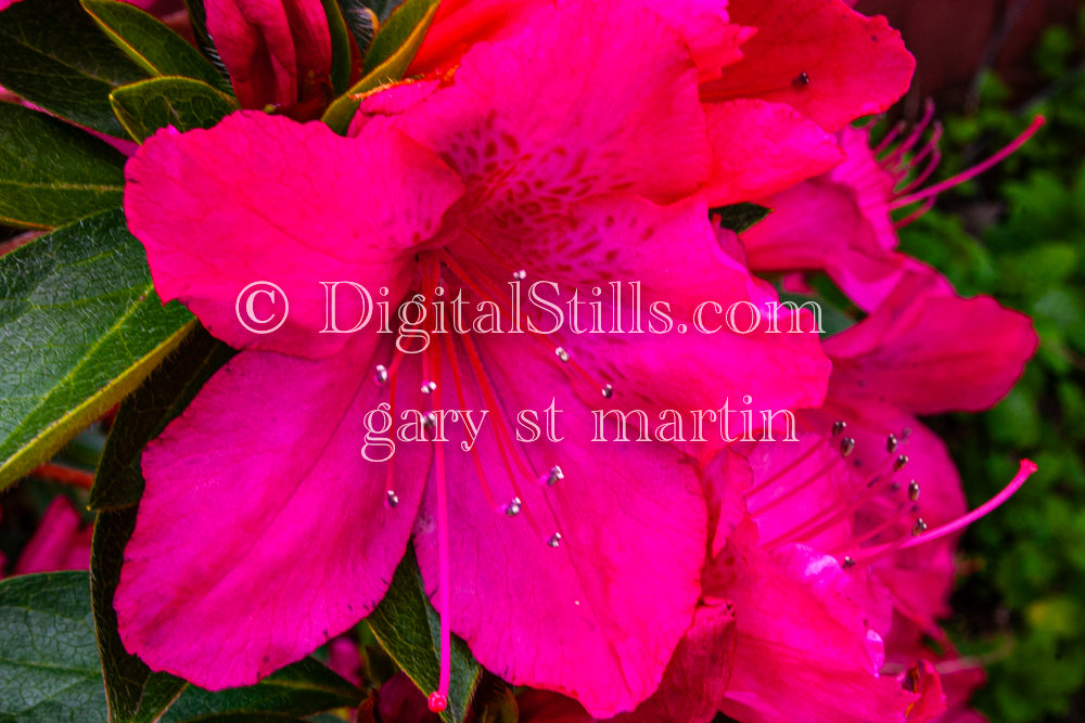 Pink Azalea Flower, Digital, Scenery, Flowers