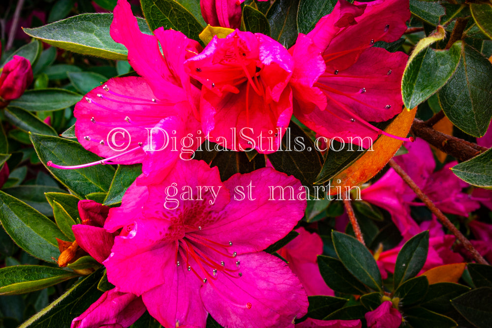Azalea Flowers V5, Digital, Scenery, Flowers