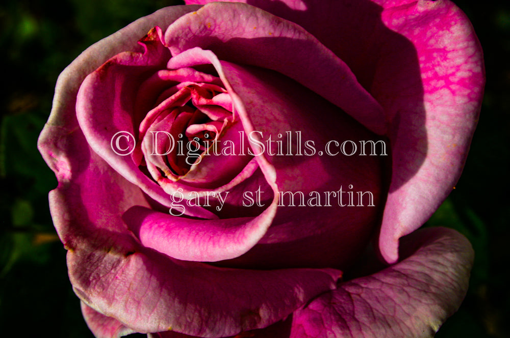 Pink Rose Close Up, Digital, Scenery, Flowers