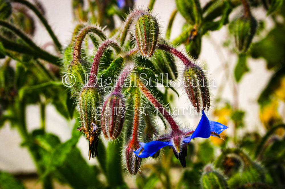 Downturned Blue Borage, Digital, Scenery, Flowers