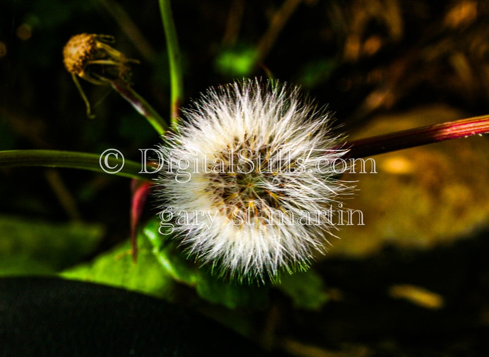 Dandelion V3, Digital, Scenery, Flowers