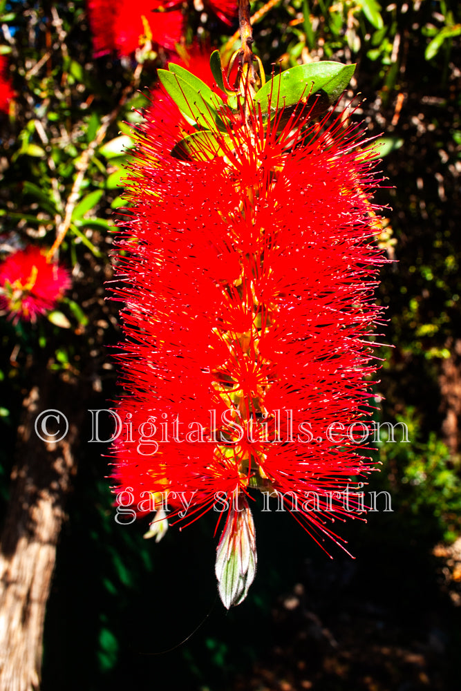Callistemon Speciosus Close Up V2, Digital, Scenery, Flowers