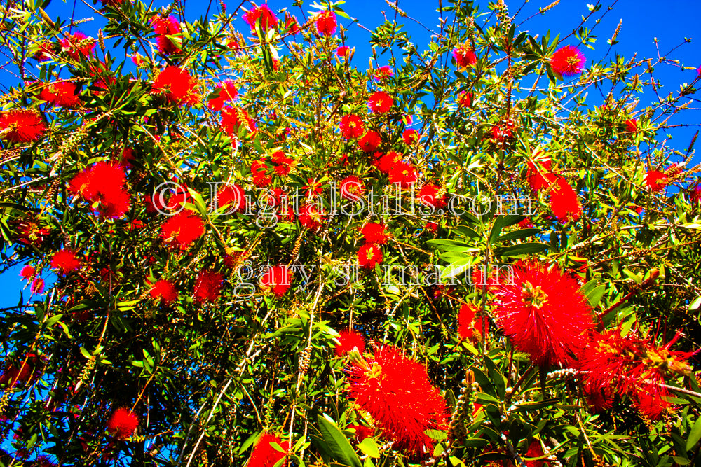 Callistemon Speciosus Wide Shot, Digital, Scenery, Flowers