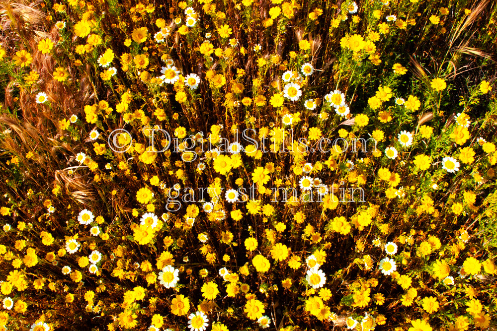 Wildflowers Field Top View V2, Digital, Scenery, Flowers
