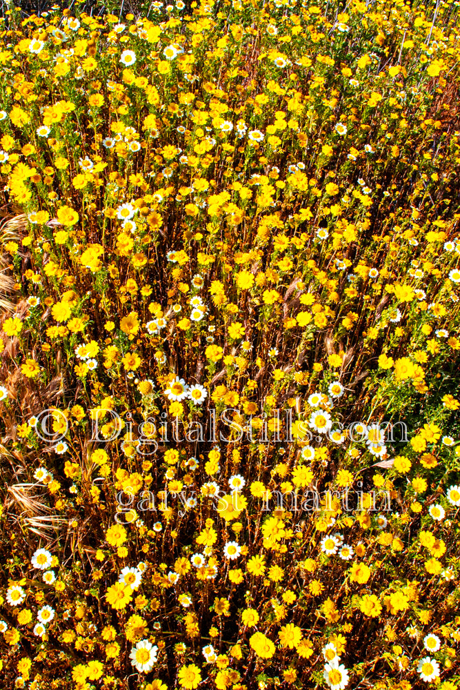 Wildflowers Field Top View, Digital, Scenery, Flowers