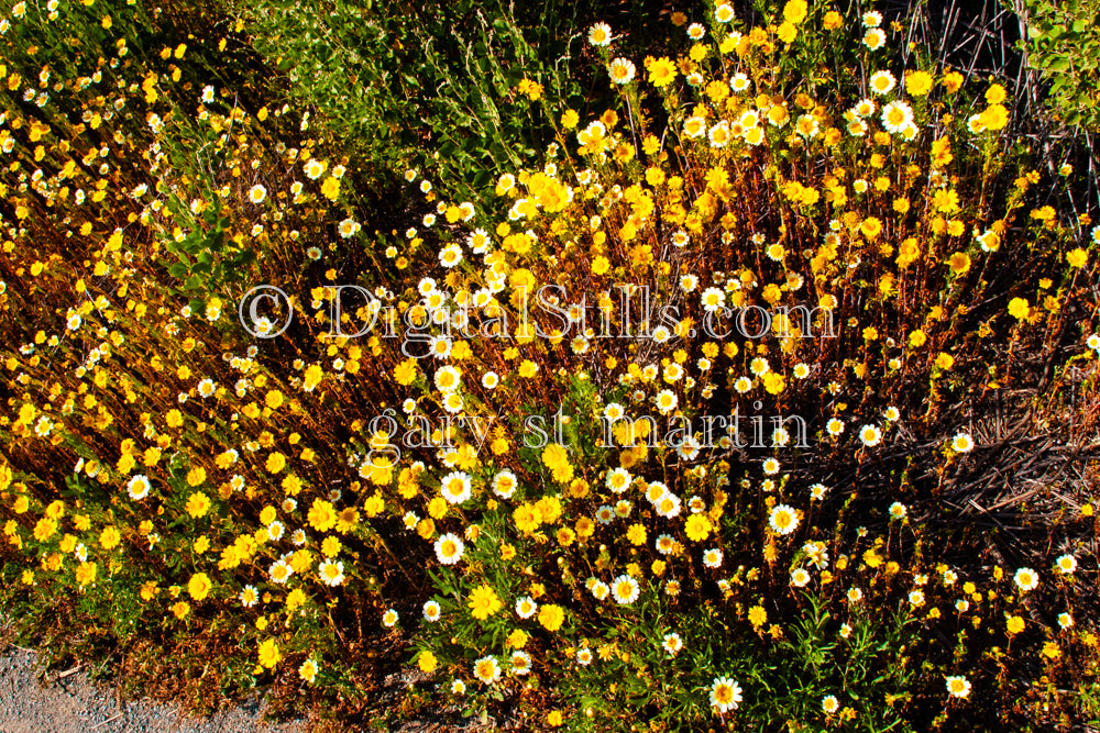 Goldfields and Daisy Wildflowers, Digital, Scenery, Flowers
