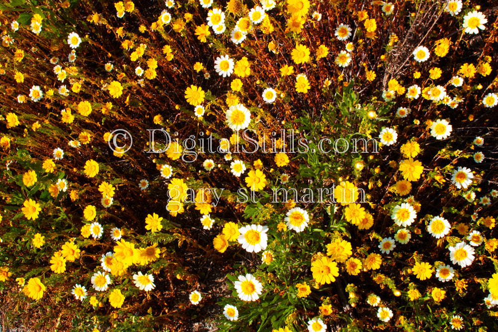 Goldfields and Daisy Wildflowers Top View, Digital, Scenery, Flowers