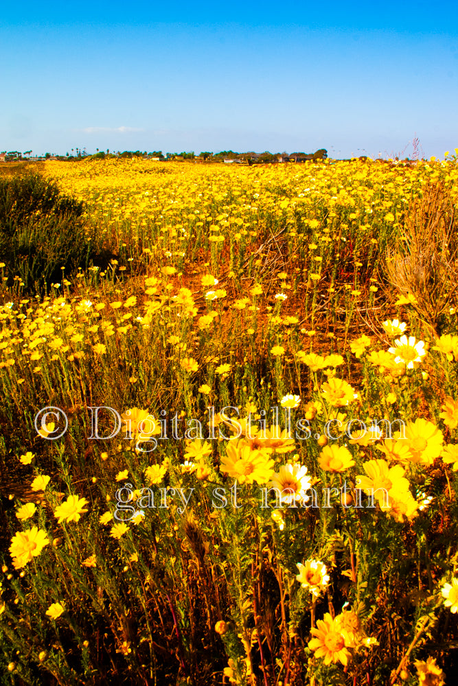 Garden Nasturtium Field V2, Digital, Scenery, Flowers