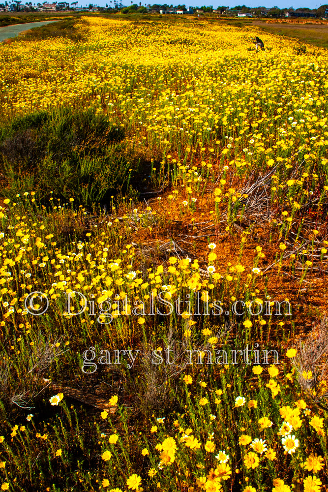 Wildflowers Field Portrait View, Digital, Scenery, Flowers