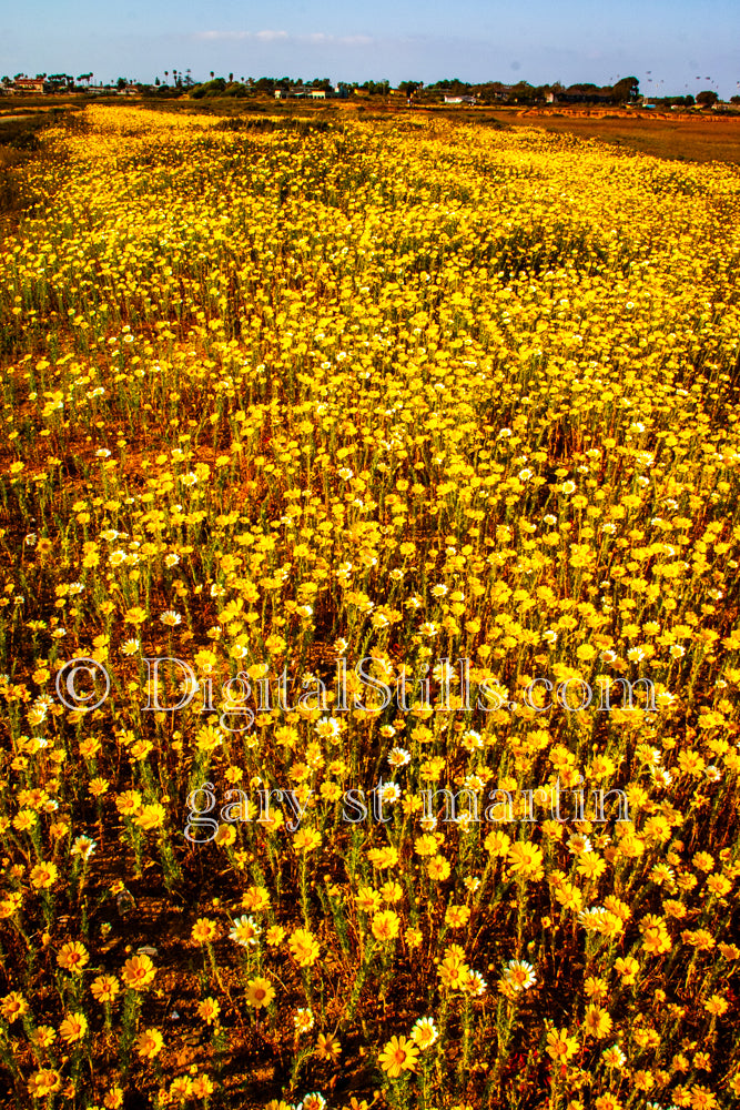 Wildflowers Field Portrait View V2, Digital, Scenery, Flowers