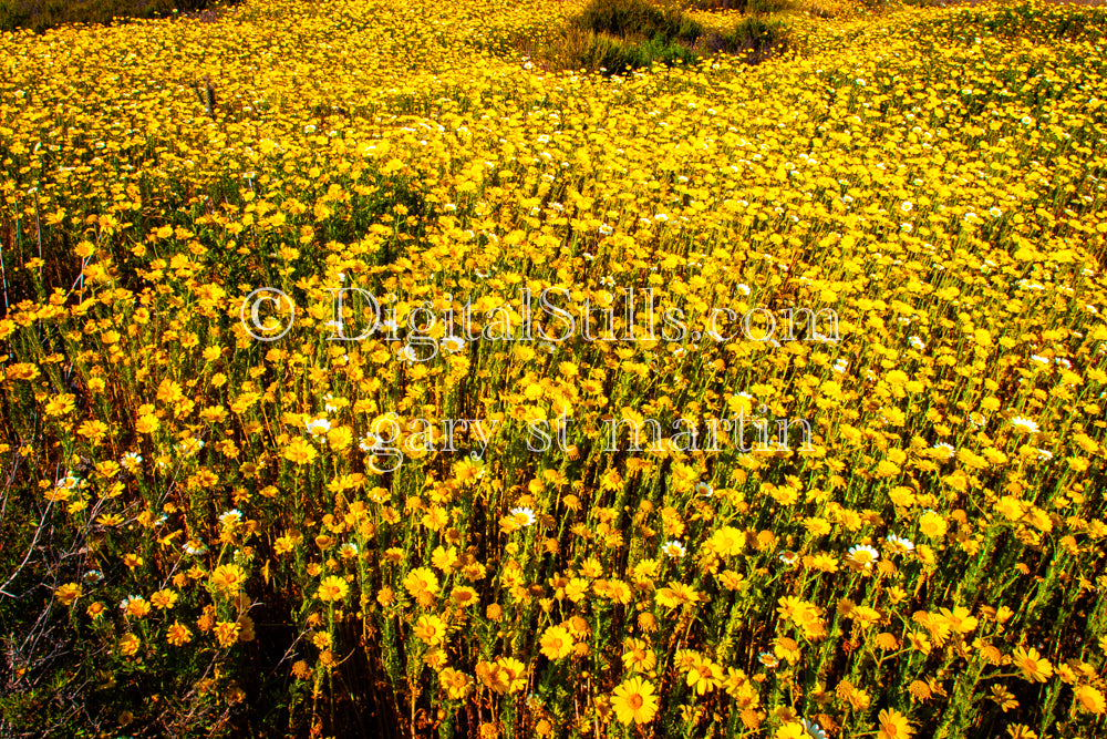Field of Needle Goldfields, Digital, Scenery, Flowers