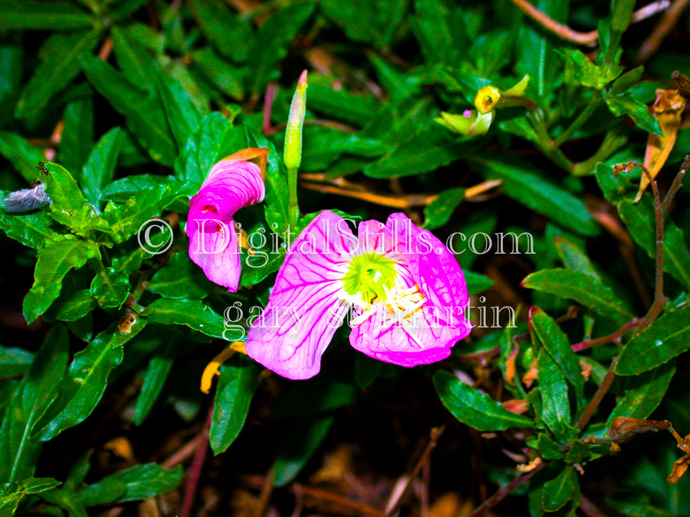 Pink Evening Primrose V3, Digital, Scenery, Flowers