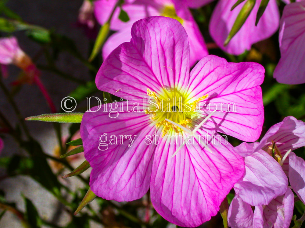 Pink Evening Primrose (Pinkladies) Close Up, Digital, Scenery, Flowers
