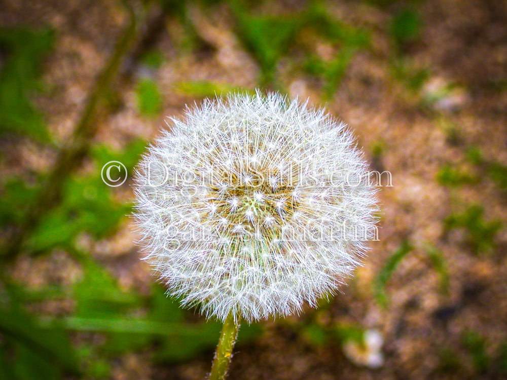 Dandelion, Digital, Scenery, Flowers