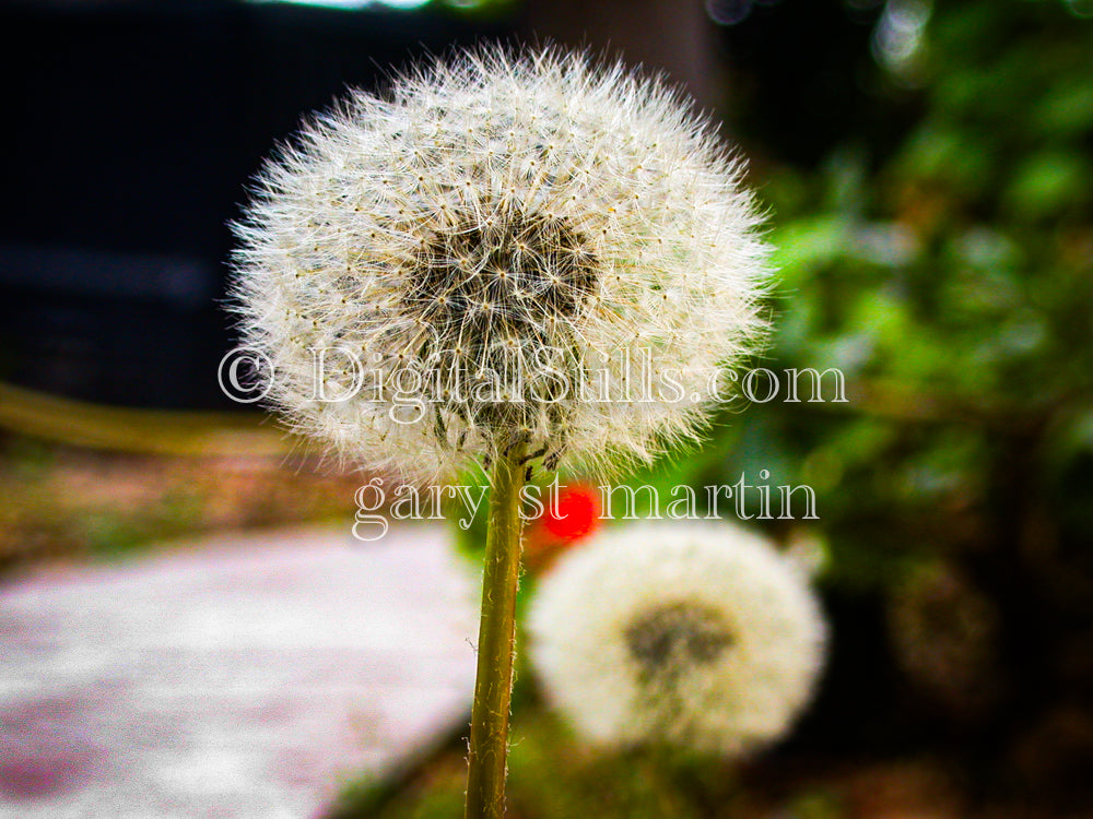 Dandelions Pair, Digital, Scenery, Flowers