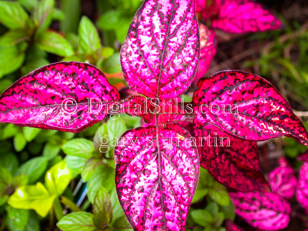 Iresine Herbstii, Digital, Scenery, Flowers