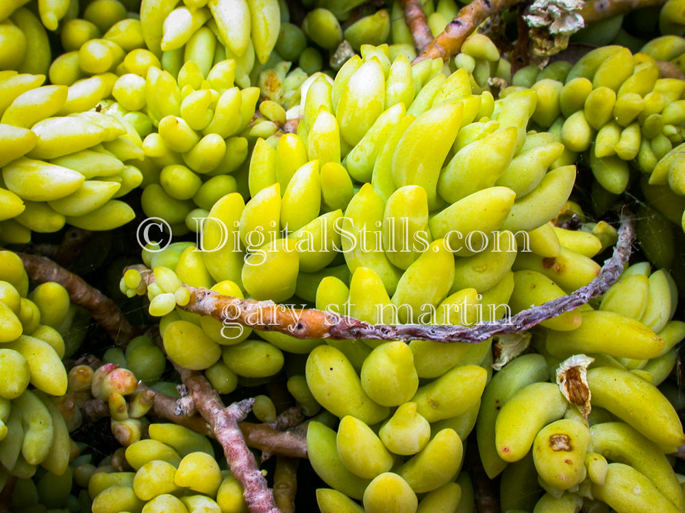 Sedum Rubrotinctum (AKA Jelly Bean Plant), Digital, Scenery, Flowers