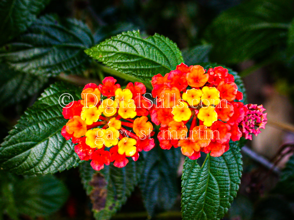 West Indian Lantana Pair, Digital, Scenery, Flowers